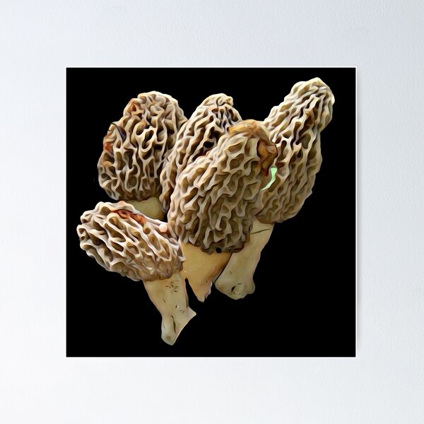 Item preview, Natural 4 packer of Morel Mushrooms designed and sold by natnat7w.