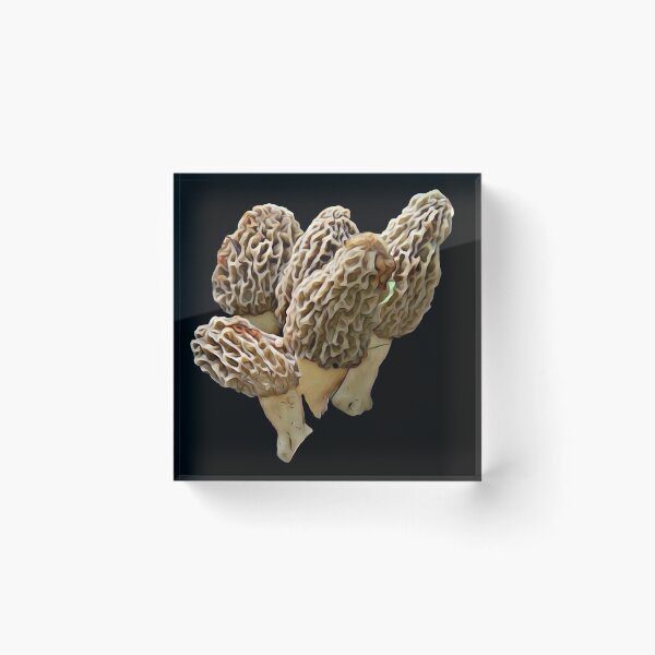 Item preview, Natural 4 packer of Morel Mushrooms designed and sold by natnat7w.
