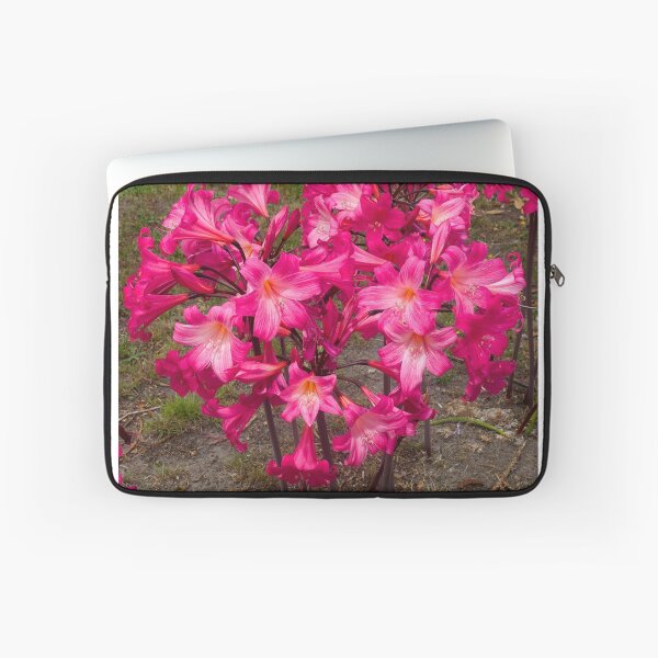 Item preview, Belladonnas, Streetside in Berwick, Australia. designed and sold by johnrf.