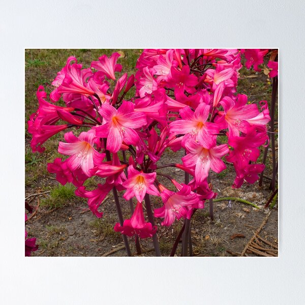Item preview, Belladonnas, Streetside in Berwick, Australia. designed and sold by johnrf.