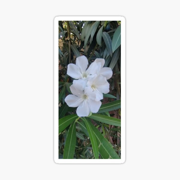 Item preview, Beautiful flowers! designed and sold by Agift4u.