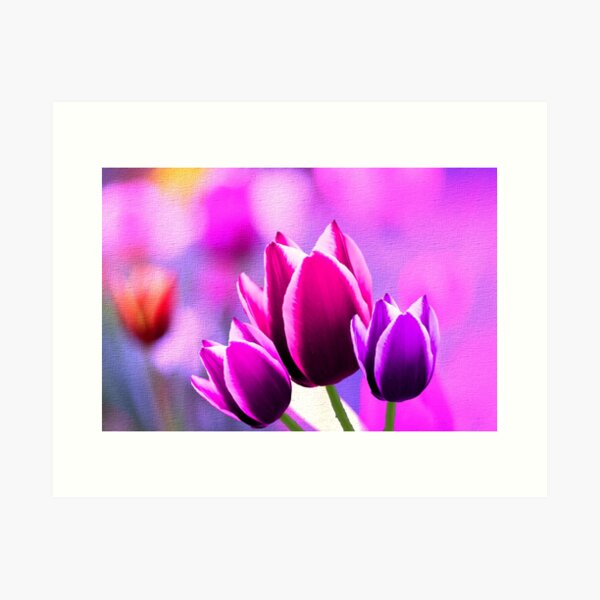 Artikelvorschau, Strukturierter Hintergrund des violetten Tulpen-Trio entworfen und verkauft von BostonArcImage.
