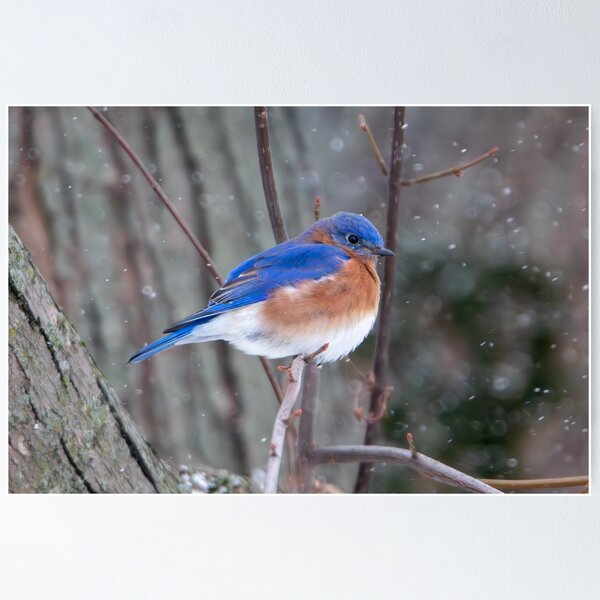 Artikelvorschau, Winterdrossel entworfen und verkauft von FlyingLilly.