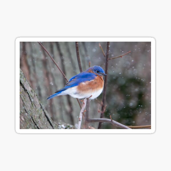 Item preview, Winter bluebird designed and sold by FlyingLilly.