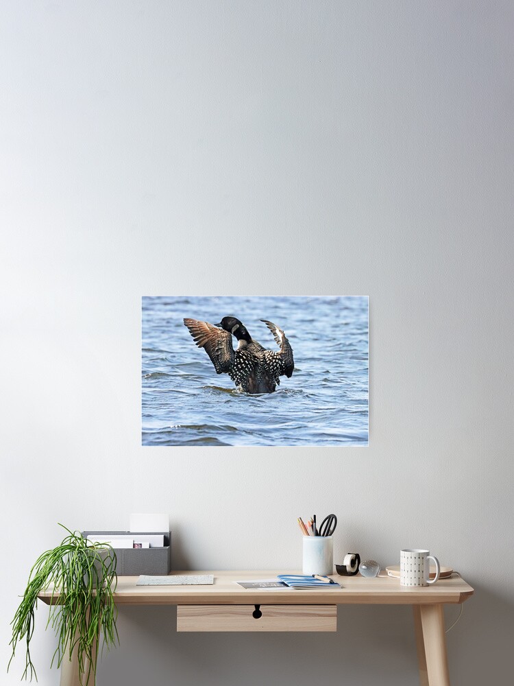 Thumbnail 2 of 3, Poster, Preening Loon designed and sold by debop1.