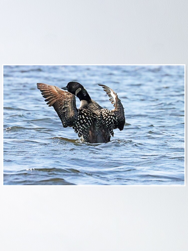 Thumbnail 1 of 3, Poster, Preening Loon designed and sold by debop1.