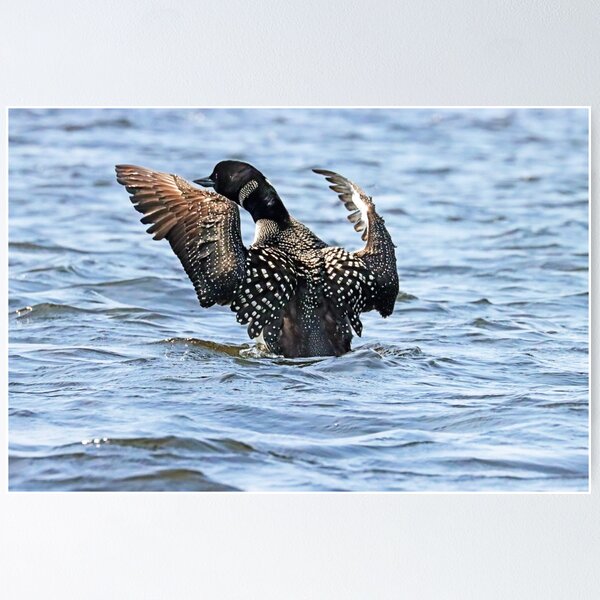 Item preview, Preening Loon designed and sold by Deb Oppermann.