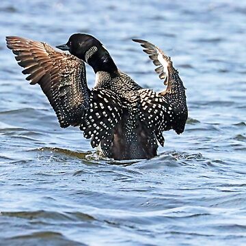 Artwork thumbnail, Preening Loon by Deb Oppermann