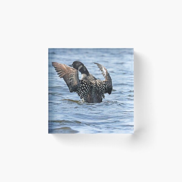 Item preview, Preening Loon designed and sold by Deb Oppermann.