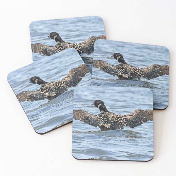 Item preview, Preening Loon Wings Open designed and sold by Deb Oppermann.