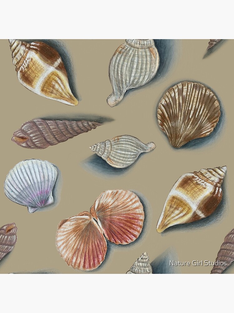 Florida Seashells | Postcard