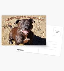 Staffie Smile Postcards