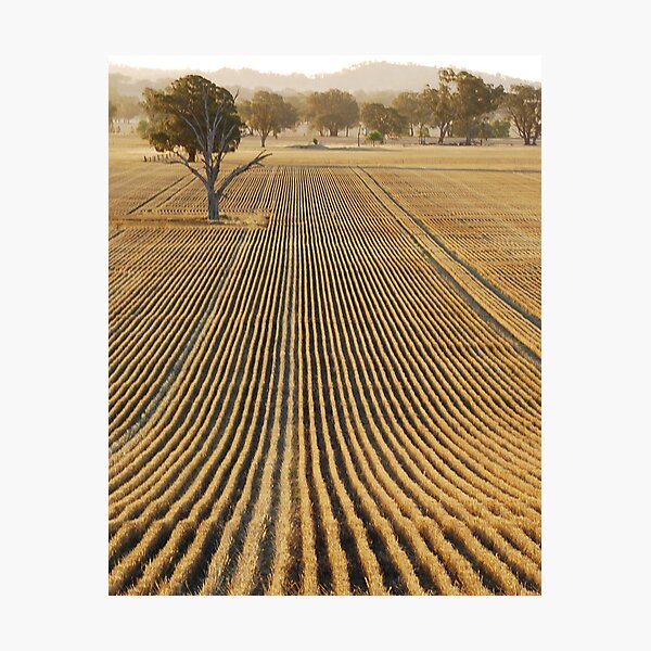Item preview, Fields designed and sold by cameron meggs.