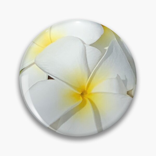 White Plumeria flower blossoms Pin