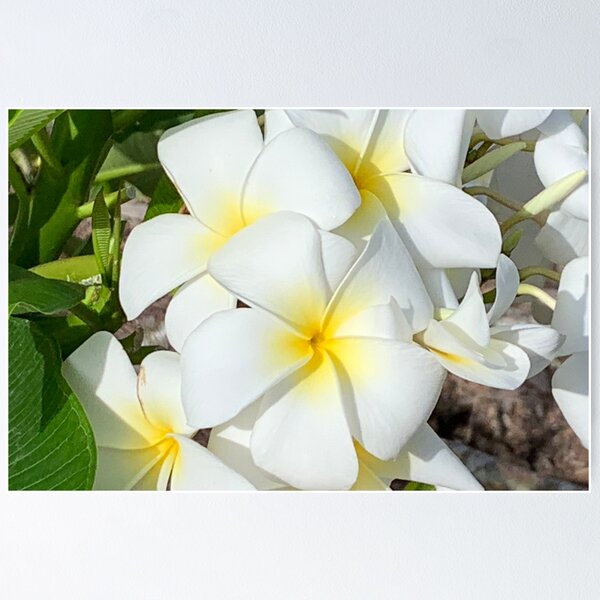 White Plumeria flower blossoms Poster