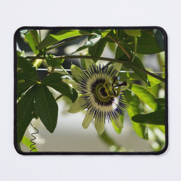 Item preview, Passion Fruit Flower - Exotic Gift from South America designed and sold by Georgia Mizuleva.