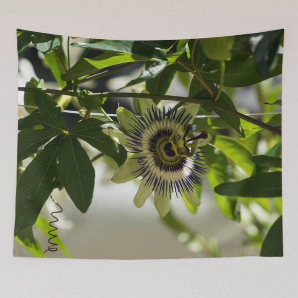 Item preview, Passion Fruit Flower - Exotic Gift from South America designed and sold by Georgia Mizuleva.