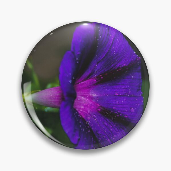 Item preview, Photograph of Blue and Purple Morning Glory Flower designed and sold by FirebrandFoxx.