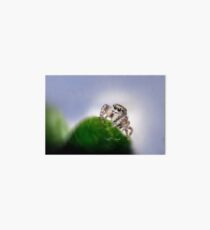 Jumping Spider Macro Art Board