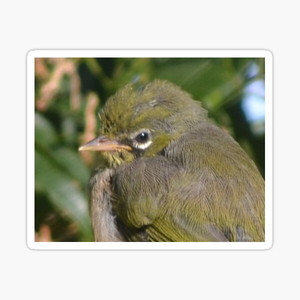 Item preview, Silvereye close-up designed and sold by lizdomett.
