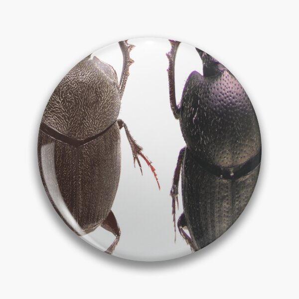 Item preview, brown scarab brothers with thorny legs designed and sold by AydenWolfe47.