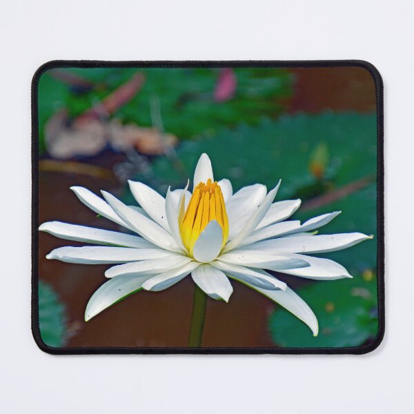 Item preview, White Water Liliy designed and sold by fnq-photography.