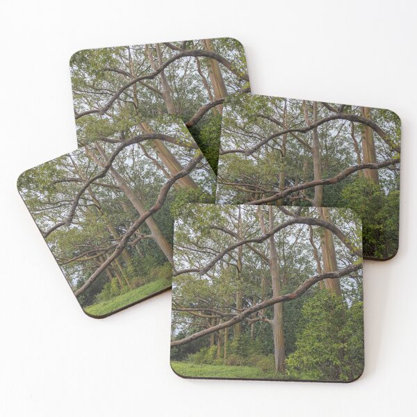 Item preview, Rainbow eucalyptus trees  designed and sold by Mauisbestart.
