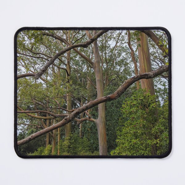 Item preview, Rainbow eucalyptus trees designed and sold by Mauisbestart.
