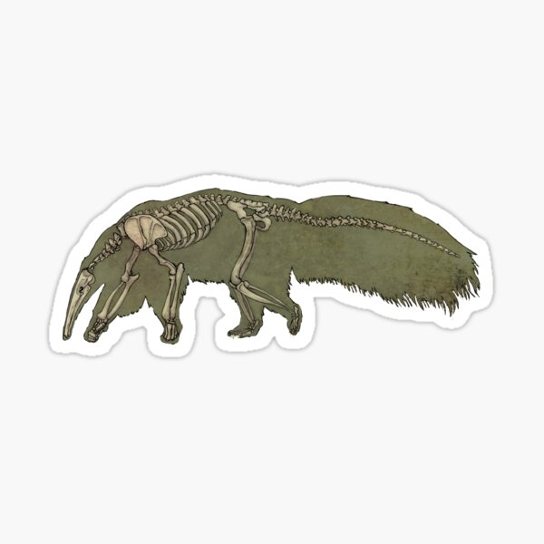 Anteater Skeleton Sticker