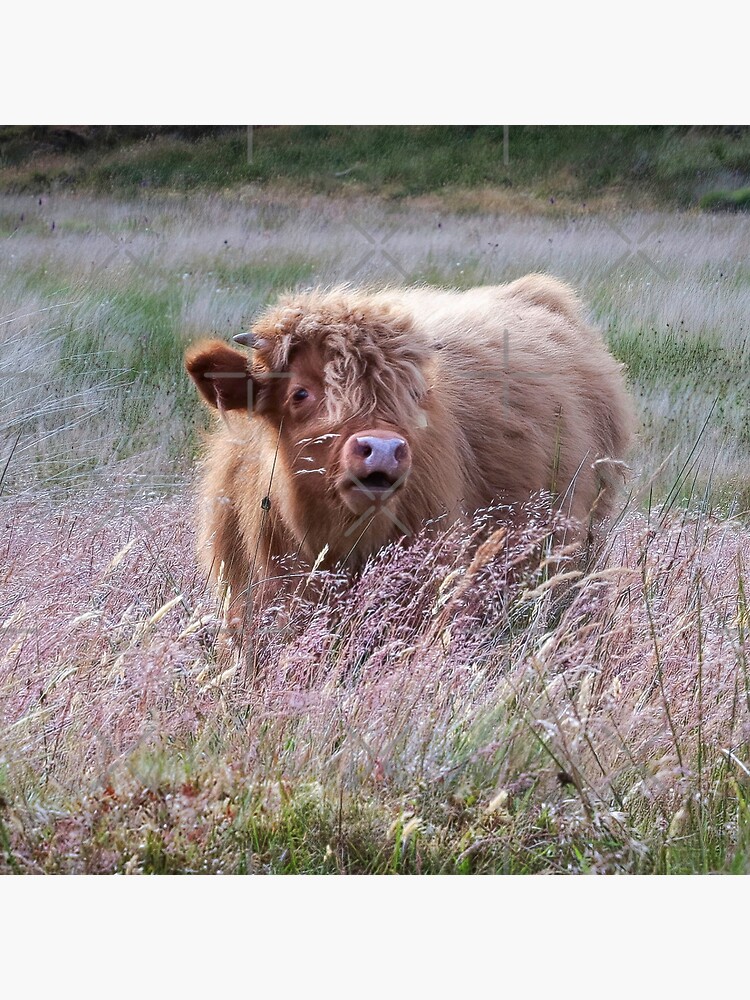 Highland Cow II