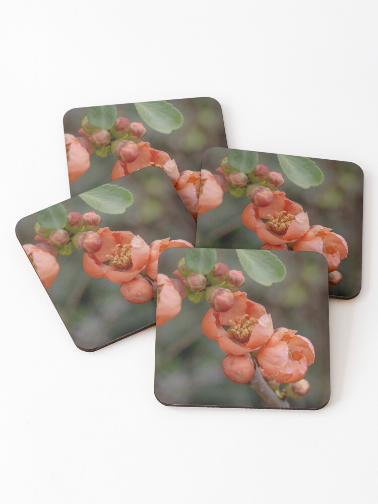 Thumbnail 1 of 5, Coasters (Set of 4), Spring Blossoms designed and sold by SitandRelax.