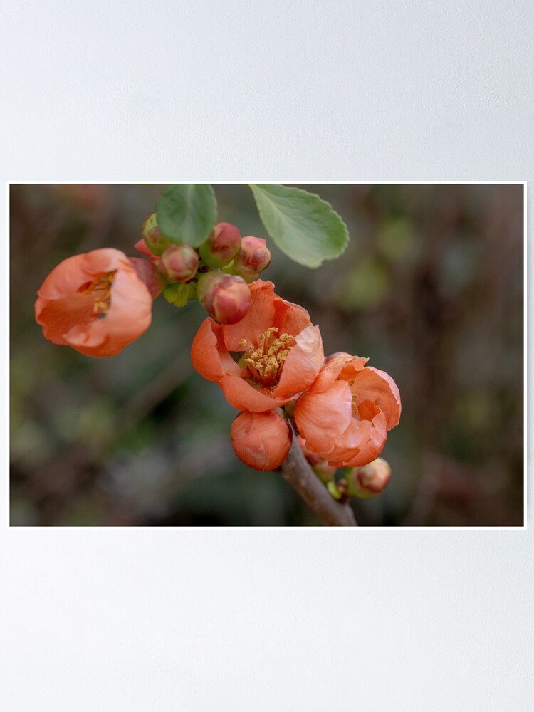 Thumbnail 1 of 3, Poster, Spring Blossoms designed and sold by SitandRelax.
