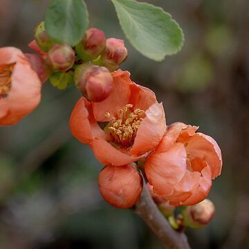Artwork thumbnail, Spring Blossoms by SitandRelax