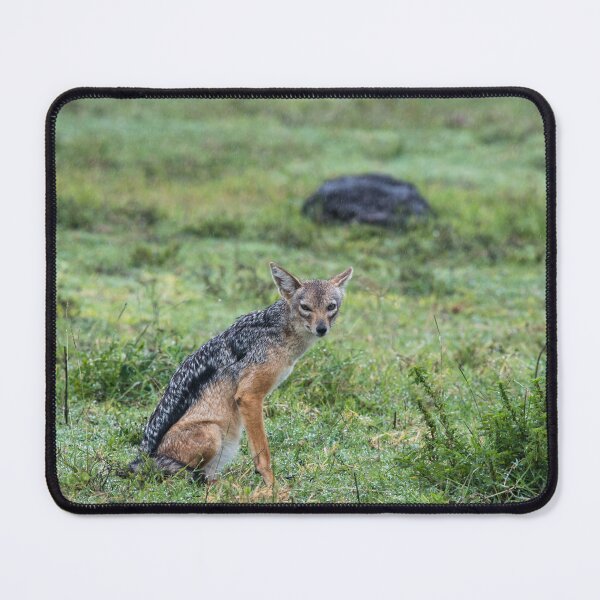 Item preview, Golden Jackal Ngorongoro designed and sold by ArcticPolyglots.