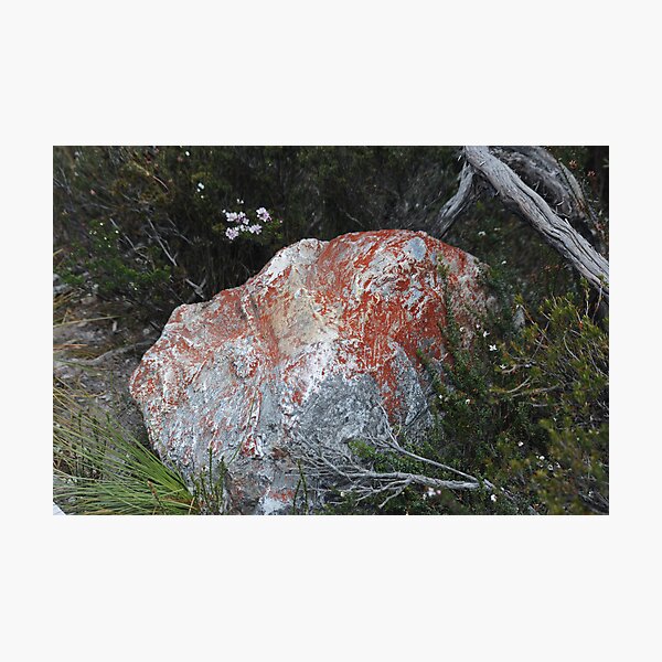 Red lichen on rock Photographic Print