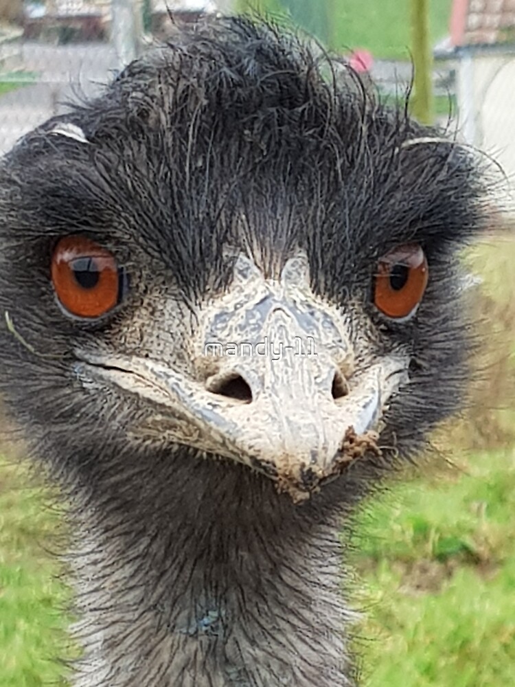 Bird brain