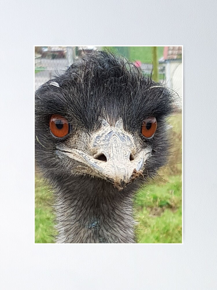 Bird brain