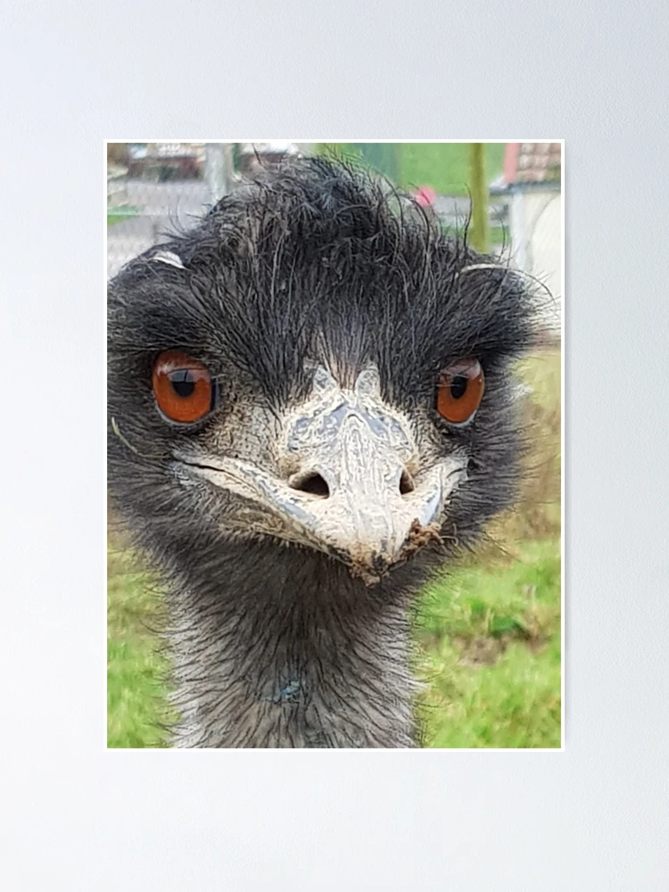 Bird brain
