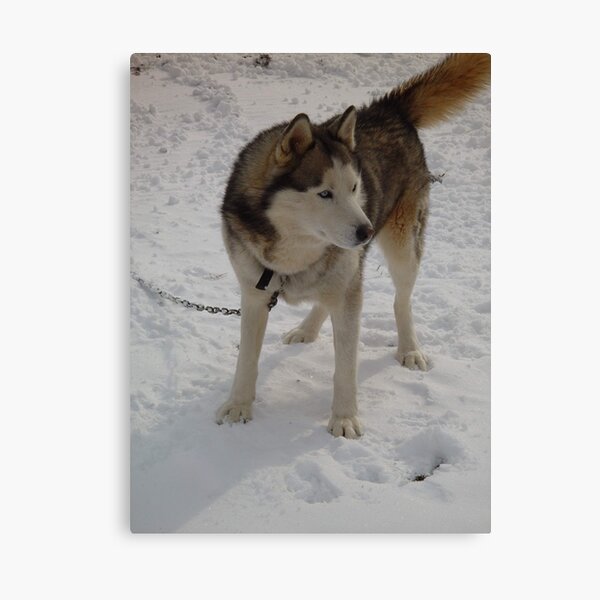 Husky BEACH Canvas Print