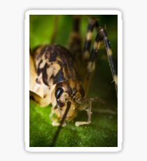 Closeup Cave Cricket Sticker