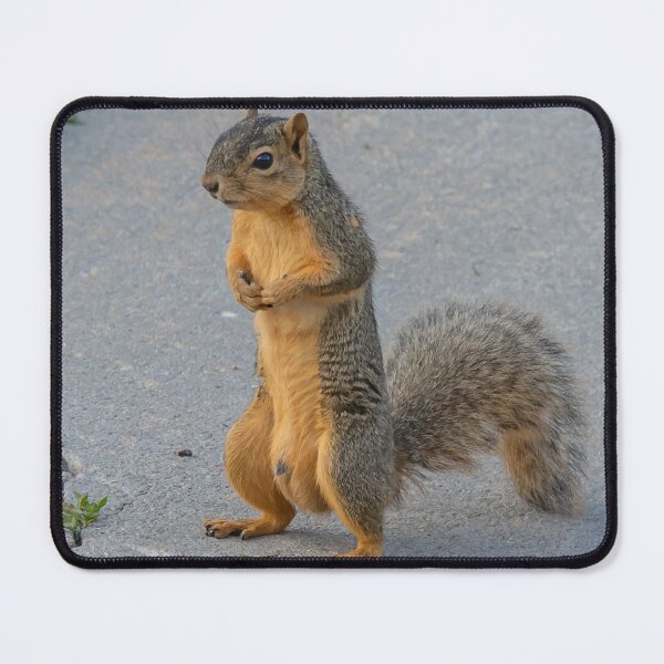 Item preview, Squirrel Standing On His HInd Legs designed and sold by FreelanceJim.