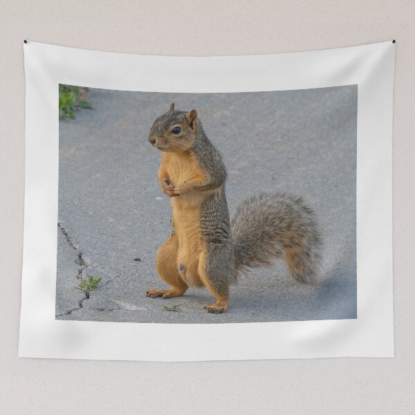 Item preview, Squirrel Standing On His HInd Legs designed and sold by FreelanceJim.