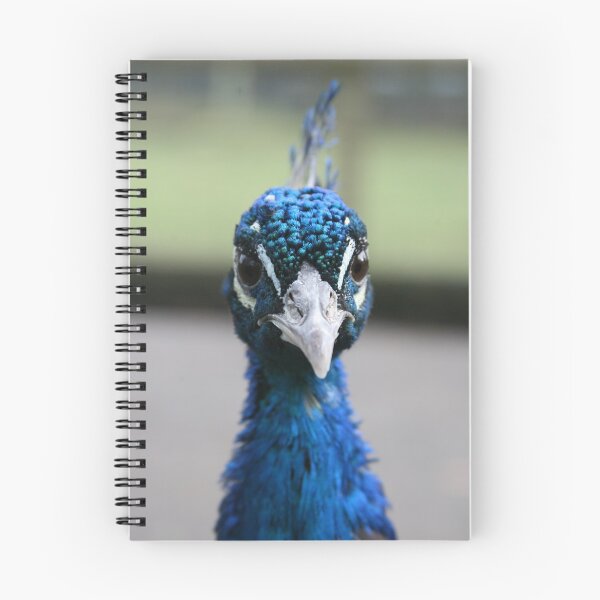 Item preview, Curioso pavo real designed and sold by LPYLPhotography.