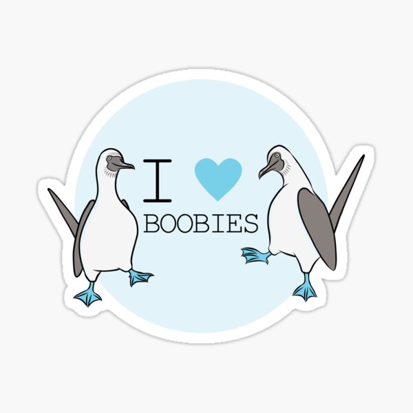 All kinds of Boobies, birds | Poster