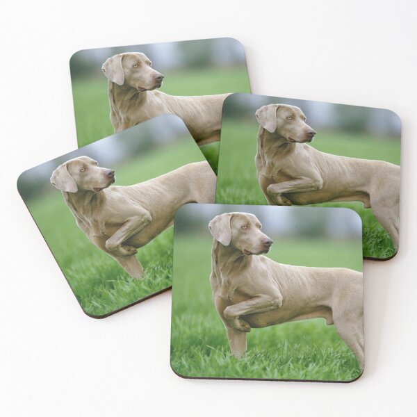 Item preview, Weimaraner Dog Pointing in Grass designed and sold by ScienceSource.