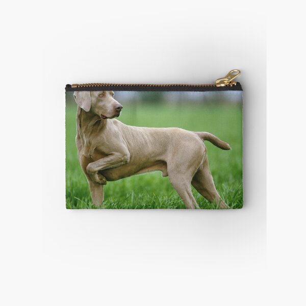 Artikelvorschau, Weimaraner-Hund zeigt im Gras entworfen und verkauft von ScienceSource.