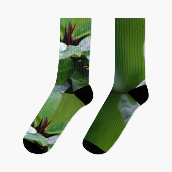 Item preview, Snap of beautiful decorative Plant designed and sold by Rav33822.