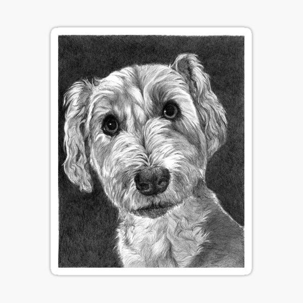 DUDLEY/ Schnoodle Sticker