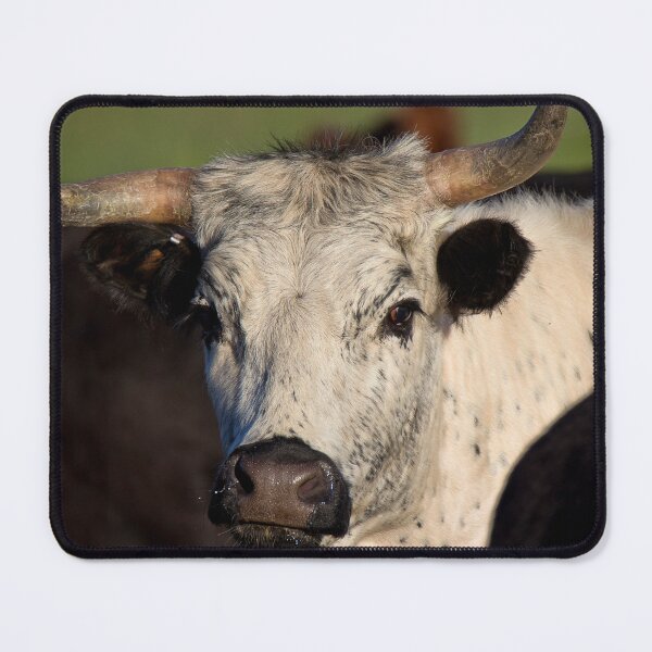 Item preview, 406 - Montana Young and Curious Cow designed and sold by Gilby-Designs.