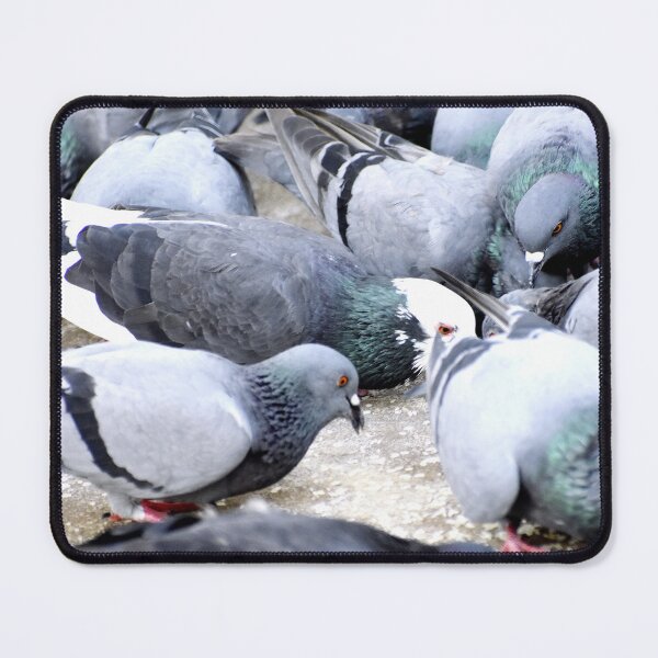 Item preview, A Group of Pigeons designed and sold by Rav33822.